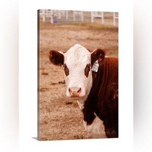 Photo of a cow on a 26x36 canvas, taken by @Kanvas by Kat